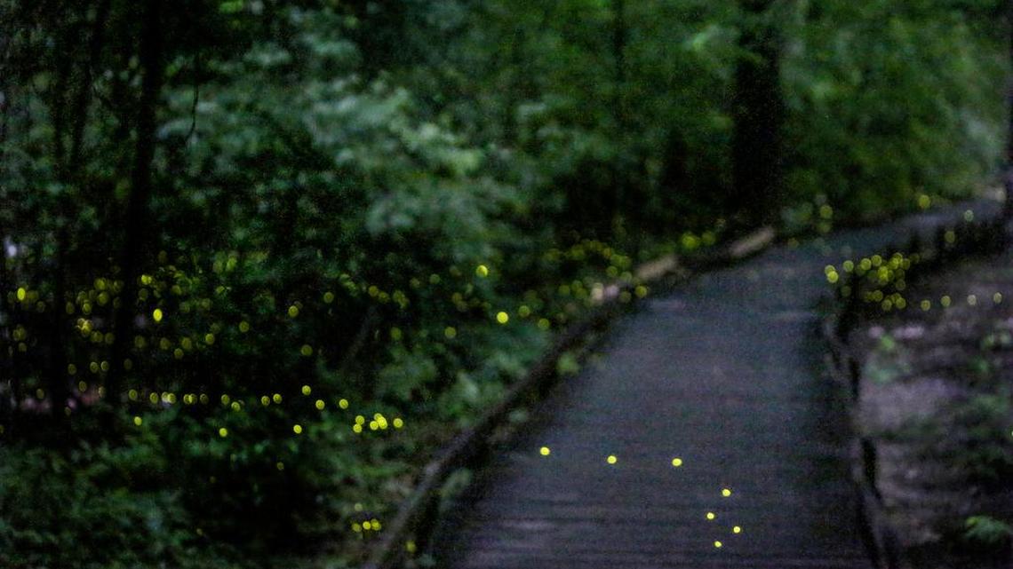 Fireflies at Congaree National Park flash in unision in this file photo from 2016. Only a few lucky winners get a chance to see the natural light show each year, which is currently protected by the National Park Service.