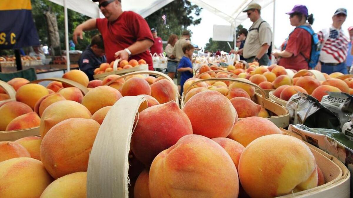 Festival goers line up to buy peaches from Cubscouts Pack 60 of Gilbert. The 54th annual Lexington County Peach Festival was held Wednesday at Gilbert Community Park on the Fourth of July. The festival included the Peach Queen Pageant, a peach parade, live entertainment, an art contest, antique car show and a fireworks display in the evening.