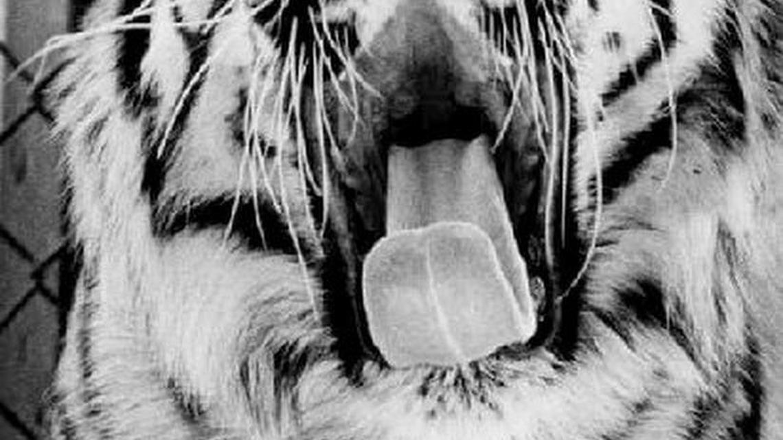 Happy the tiger lived at a car wash in downtown Columbia, then was one of Riverbanks Zoo’s original animals.