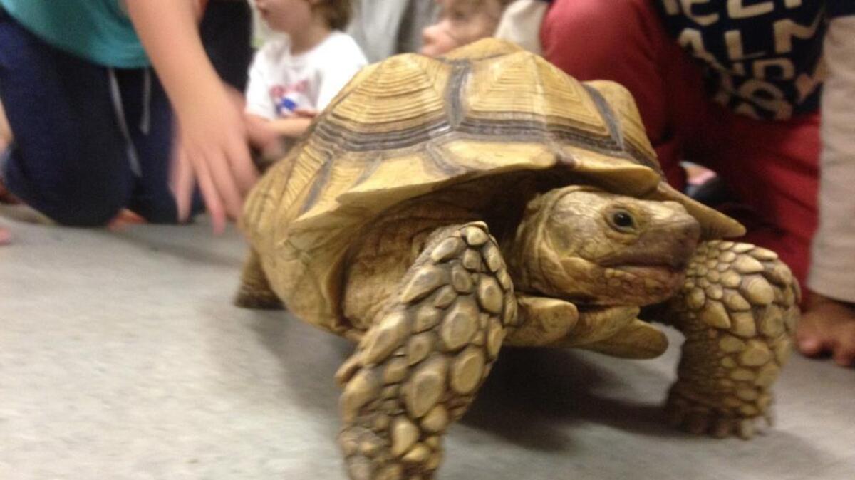Djembetoo, in his new home at Harmony School.