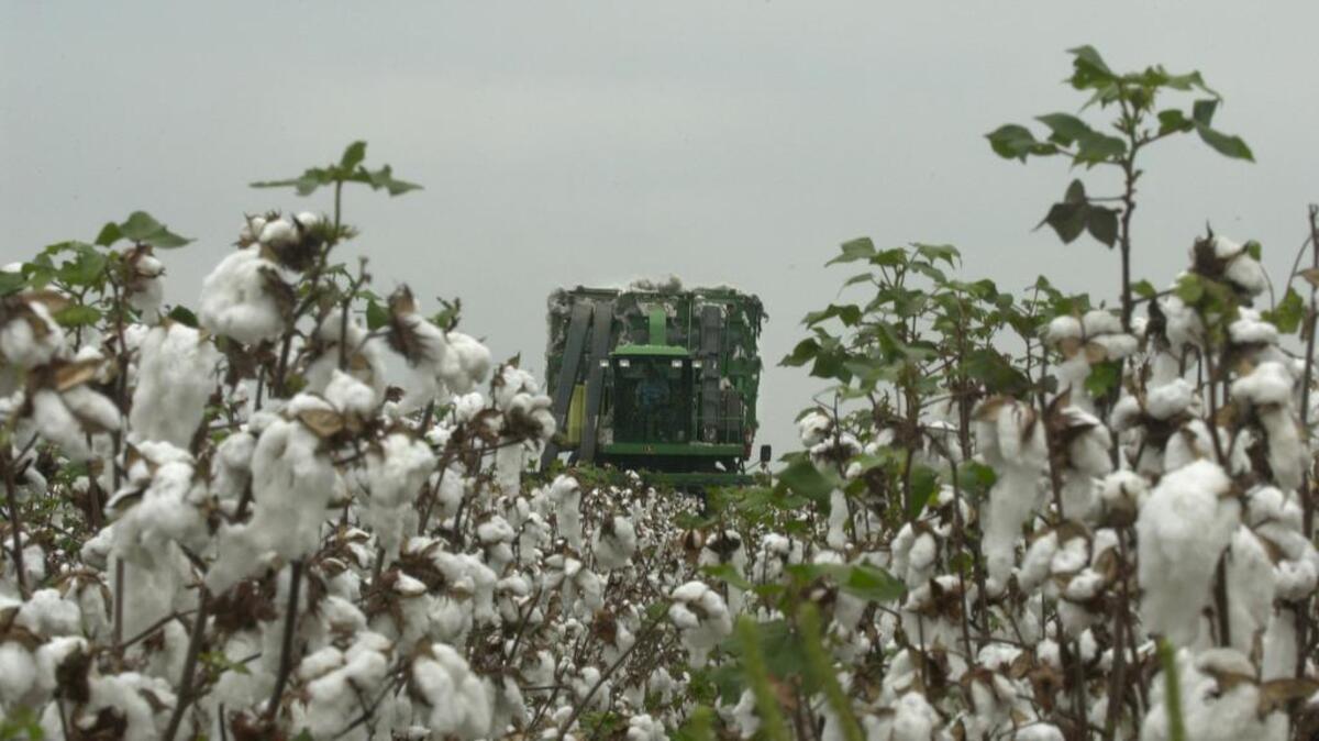 
The University of South Carolina is launching a year-long series Thursday that will explore the story of cotton. 

