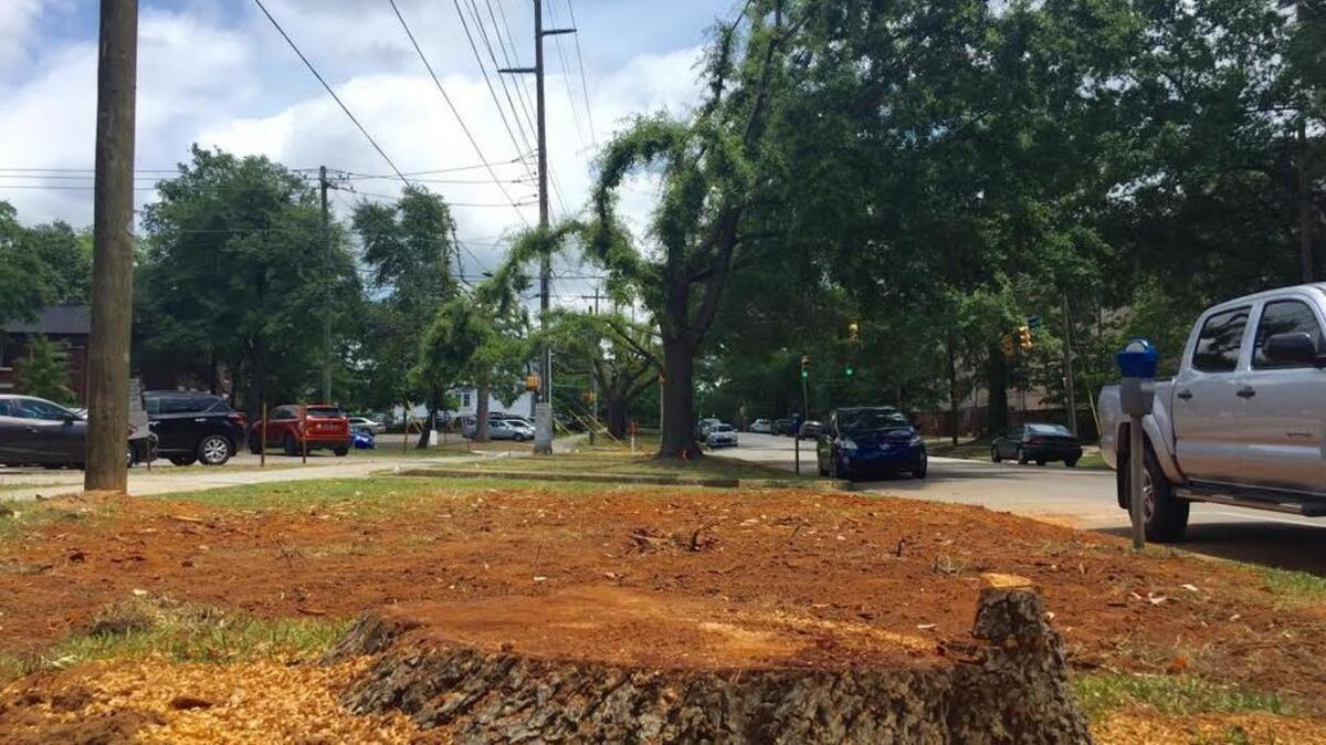 Two large trees, an oak and a pecan, recently were cut down along Pendleton Street near the University of South Carolina campus – one having been colonized by ambrosia beetles and one due to a safety risk posed by a leaky sewer line running under its roots, Rushman said.