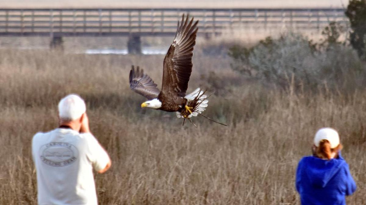 Photographers along the causeway at Huntington Beach State Park in December got a close look as an bald eagle picked up nest building materials and flew back across the water.