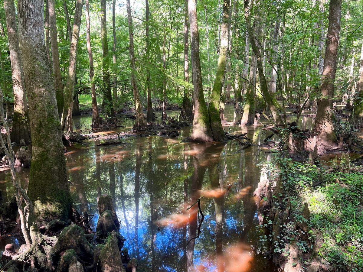 Scenery in Congaree National Park during a July 15, 2025 hike led by SC7 Expedition organizers.