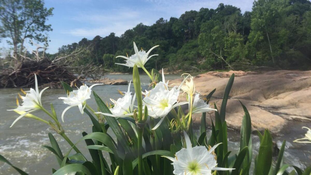 The Columbia riverfront is one of the few areas left in the nation where spider lilies sprout in spring, experts say.