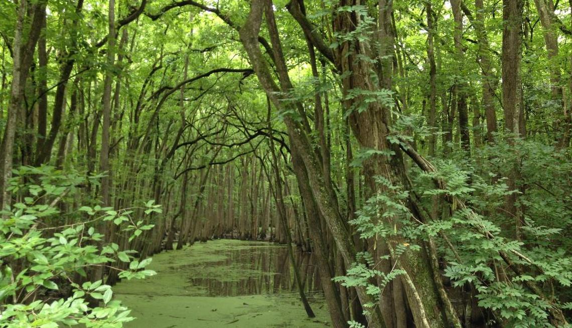 Dominion Carolina’s natural gas pipeline was installed in the low lying areas of lower Richland County.