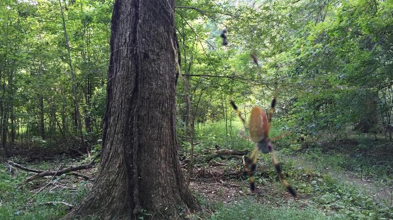 This giant yellow spider may be in your SC yard lurking overhead. Here’s what to know