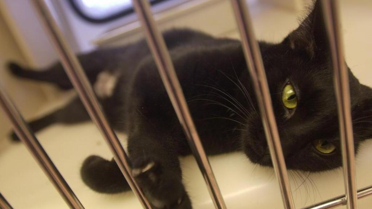 Stray black cat like this one would be spayed or neutered and returned to their turf under a program Columbia City Council adopted Tuesday.