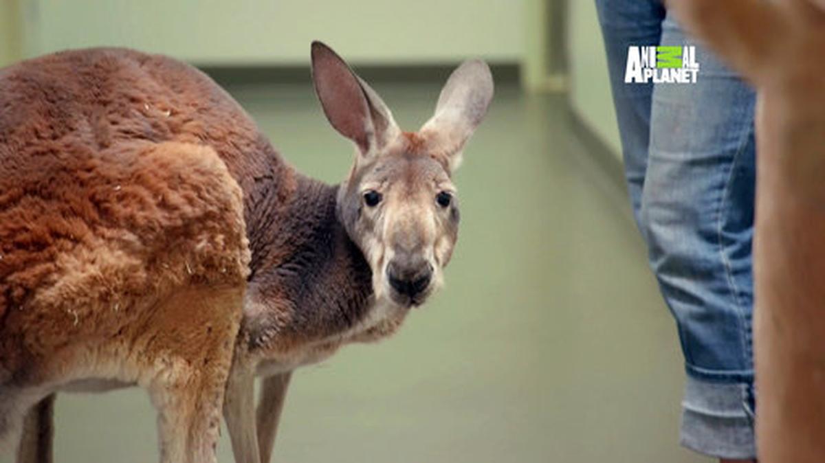 This undated photo provided by Animal Planet Network shows a kangaroo named Dave. Emergency officials in McCormick County, SC, said on Tuesday, May 15, that a kangaroo was on the loose.
