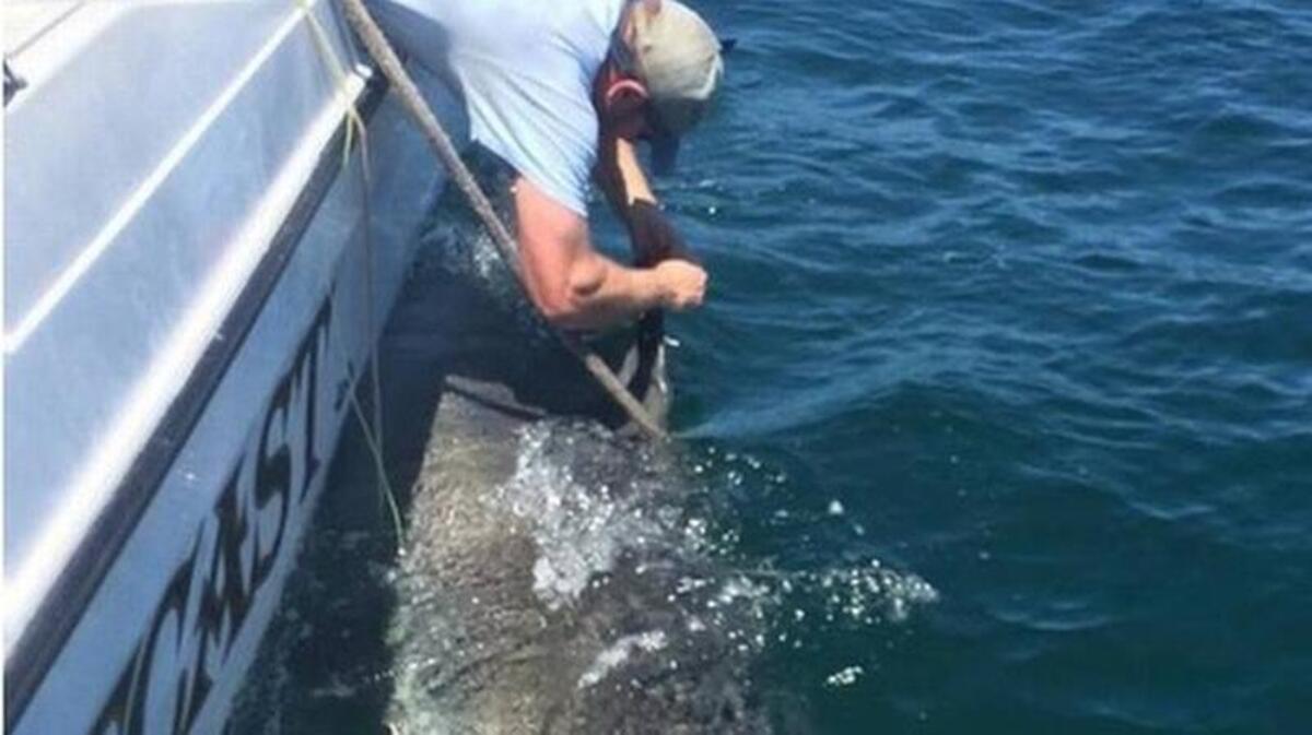 
Bryan Frazier of the S.C. Department of Natural Resources attaches a tracking device to a 1,200-pound tiger shark named Chessie near the mouth of Port Royal Sound off Hilton Head Island.

