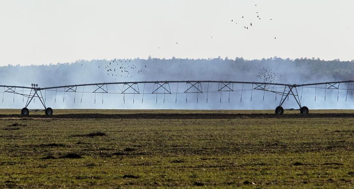 This area outside of Springfield, near the South Fork of the Edisto River, was forest before loggers cleared it to make room for row crops. The large irrigation pivots draw water from the river or from the ground.