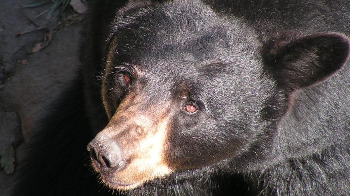 
A black bear
