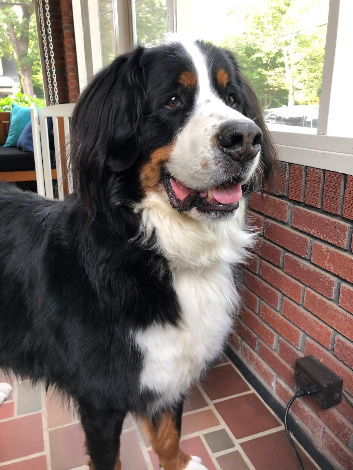 Axel Hodges a Bernese Mountain dog, became the de-facto “Mayor” of Shandon, a Columbia neighborhood, after his owners made campaign signs for him in 2018. Axel was a community figure in Shandon. He died Oct. 13.