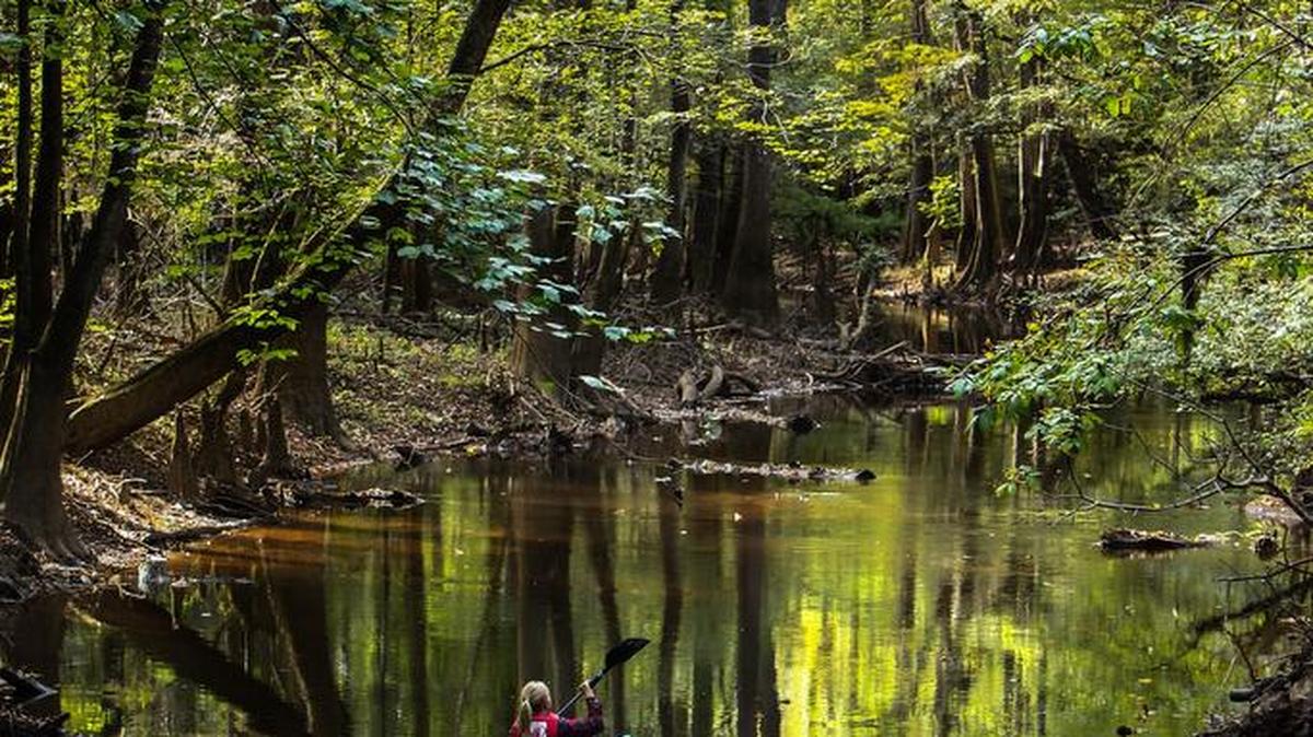 A Florida couple paddle upstream on Cedar Creek through Congaree National Park.
