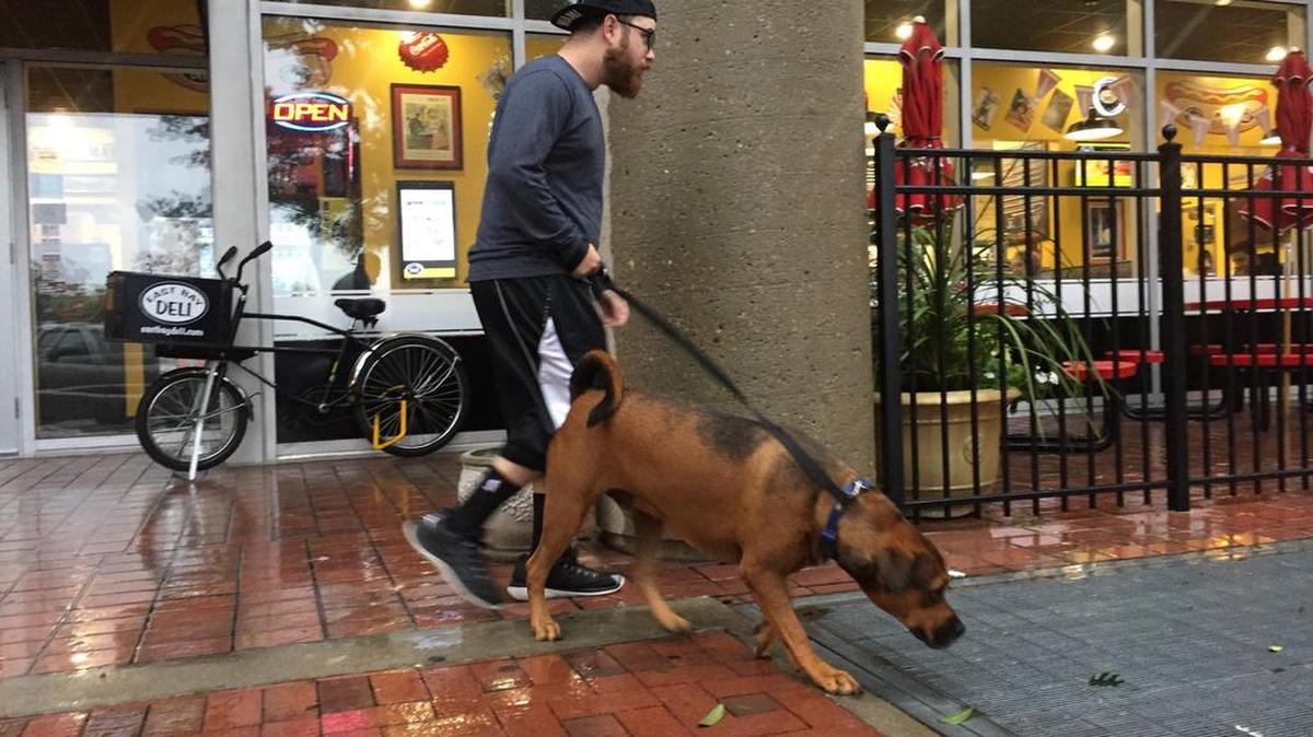 Jorge Rodriguez of Miami and his dog Chaos leave the Marriott hotel to walk down Columbia's rainy Main Street Monday morning. His neighbors say his house is fine but has no power.