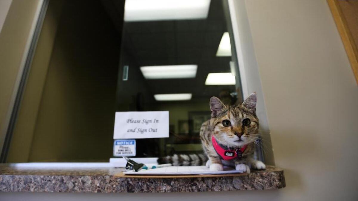 
 Morticia, the Lexington County Coroner’s cat 
