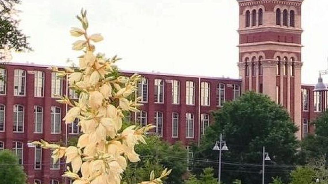 HISTORIC RE-USE. Residents are pleased the Olympia and Granby textile mills were converted into apartments and that more apartments and restaurants have been built nearby.