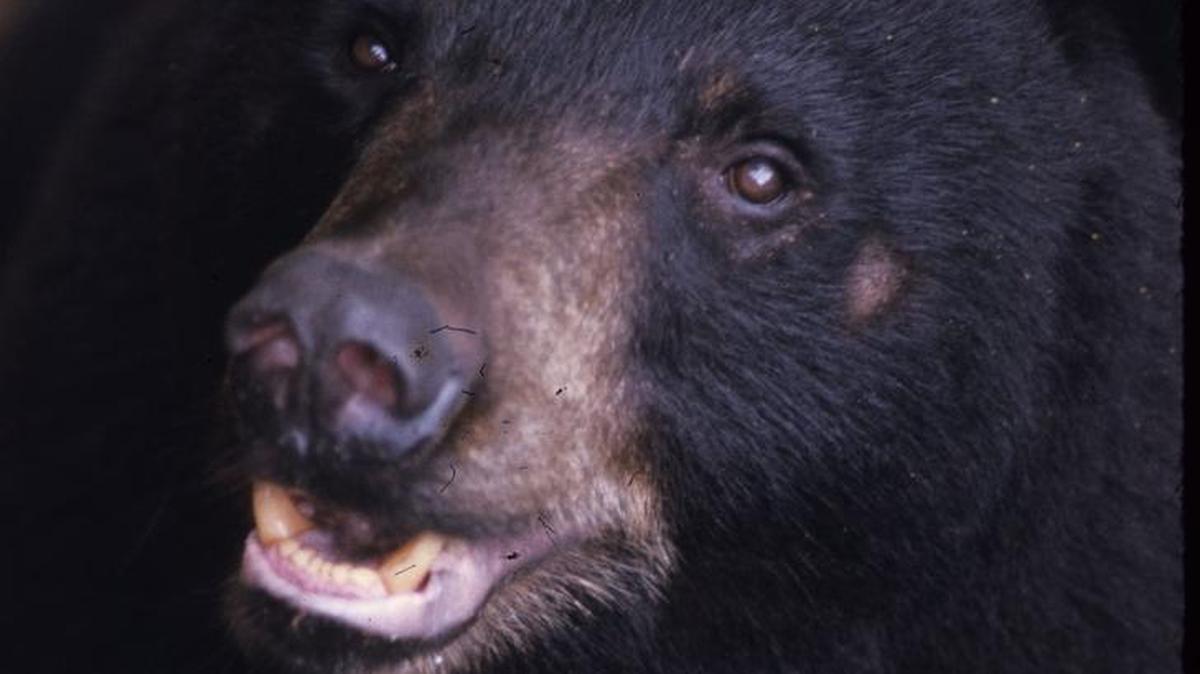 Black bears in Oconee Co.