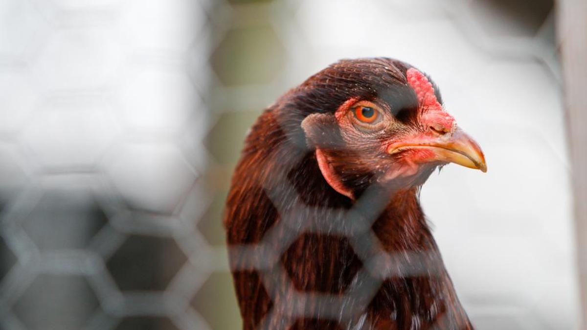 A neighborhood in Holly Springs is trying to amend its rules to allow backyard chickens.