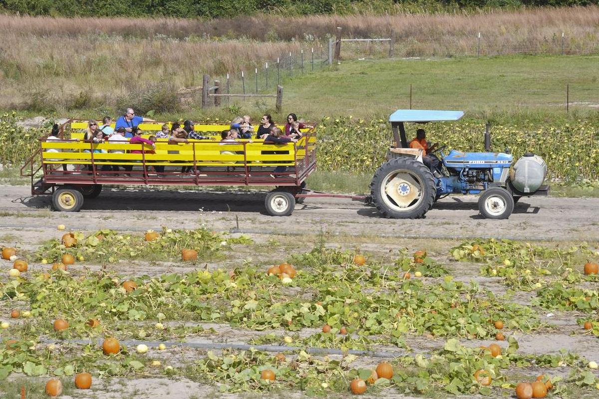 Area farms are offering hayrides, corn mazes, pumpkin carving and other activities to help families celebrate the fall season and Halloween.