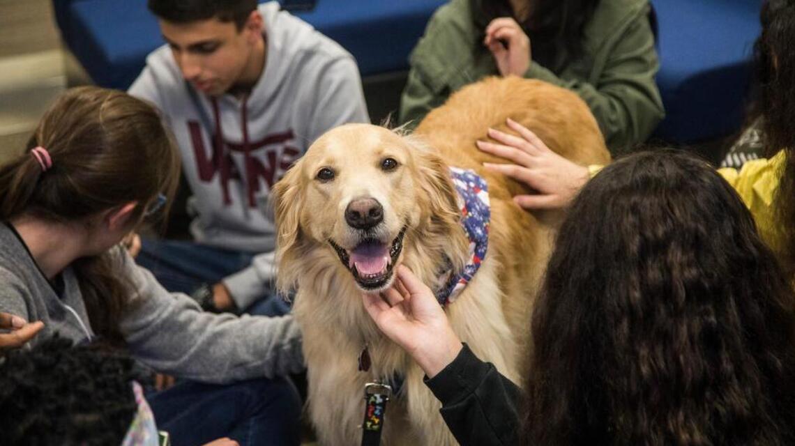 A dog’s life promoted to reduce stress, improve health in Lexington therapy dog visit