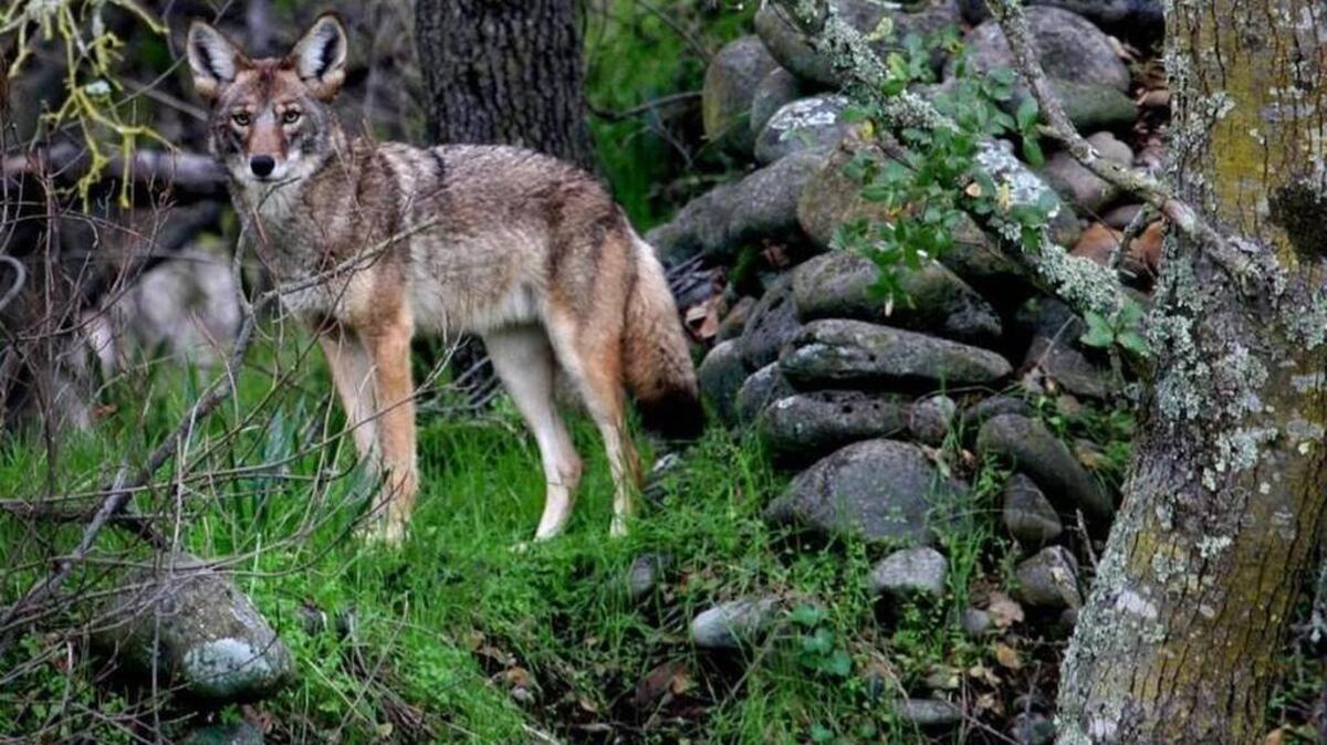 A Coyote Harvest Incentive Program has been enacted by the S.C. Department of Natural Resources across the state, with three of 16 tagged coyotes already harvested.