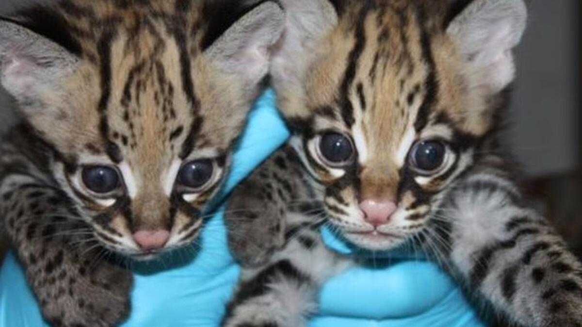Two ocelot kittens born at the Greenville Zoo over the summer wait to be named by the highest bidder.