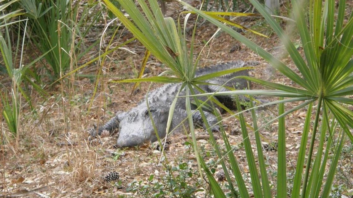 Alligators are found throughout the South Carolina’s coastal plain. This gator at Kiawah Island was sunning itself by a golf course water hole.
