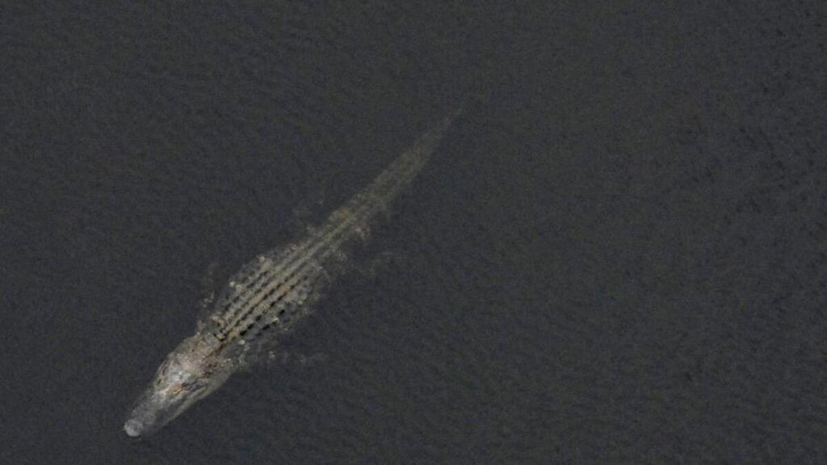 What’s worst than meeting a live alligator? Finding a dead one.
