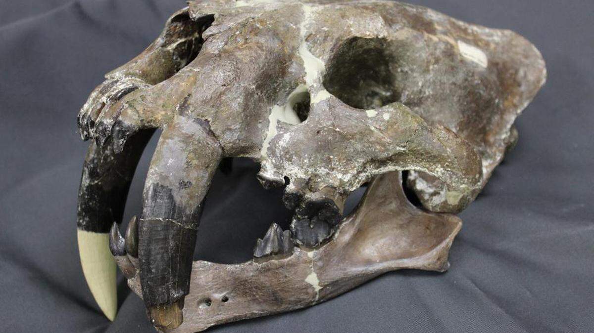 The skull of a 400,000-year-old saber-toothed cat that was uncovered on the South Carolina coast in 2003 will be on display at the S.C. State Museum next month as part of an exhibit to mark the museum's 30th anniversary.