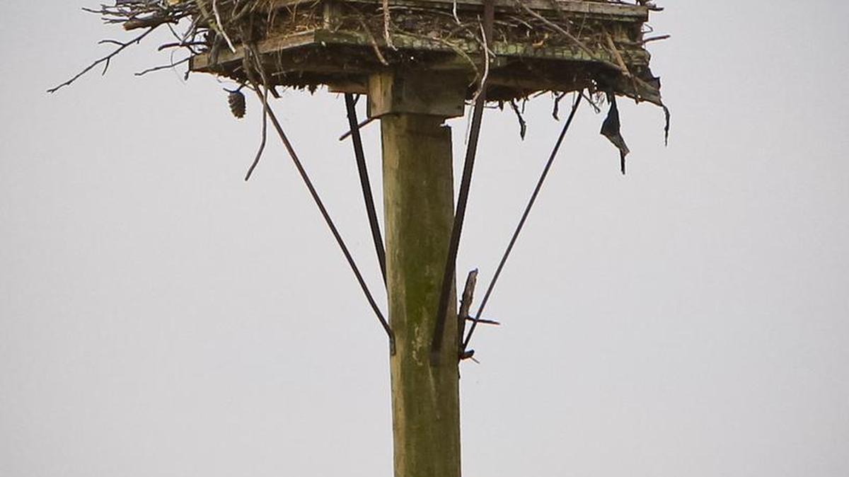 An osprey and her chicks sit atop a nesting pole made just for them at Lake Murray. There are about a dozen such poles on the 47,500-acre lake.
