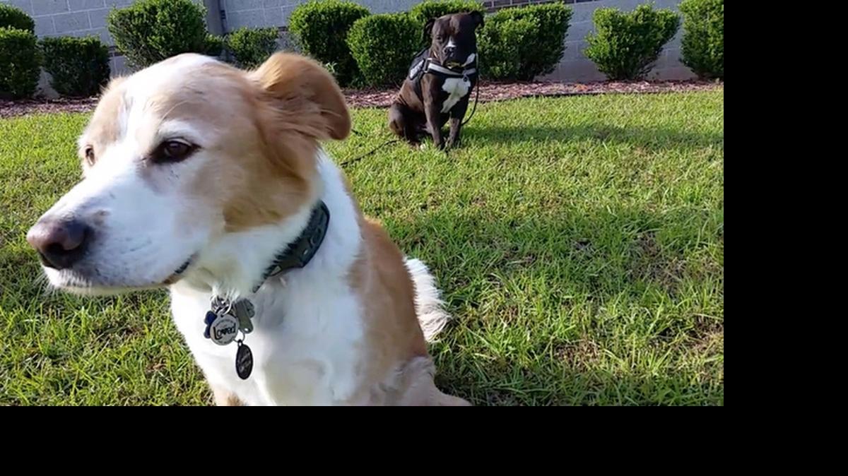 
Spanky, foreground, a Norwegian duck tolling-retriever mix, and C.T., a pitbull-bulldog mix, are accompanying veterans Dan Spangler and Joe Trainor Jr. on a cross-country mission to raise money to help veterans in financial hardship maintain pet ownership, which they have found to be therapeutic. 
