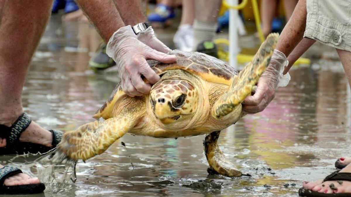 
 Pawley was released Wednesday afternoon at the Isle of Palms County Park. Pawley was found stranded on Pawleys Island, S.C., the morning of June 8, 2015. Pawley, the second smallest loggerhead ever admitted to the Sea Turtle Hospital, was found with old boat strike wounds on the back of his/her shell. It is believed that Pawley's debilitated condition was ultimately the result of the boat strike, as the wounds would have resulted in severe pain and made it extremely hard for the animal to feed normally. Upon admission, supportive care including pain medication, fluids and antibiotics, were administered. After three months, Pawley's injuries are completely healed and the turtle was returned to the ocean.
