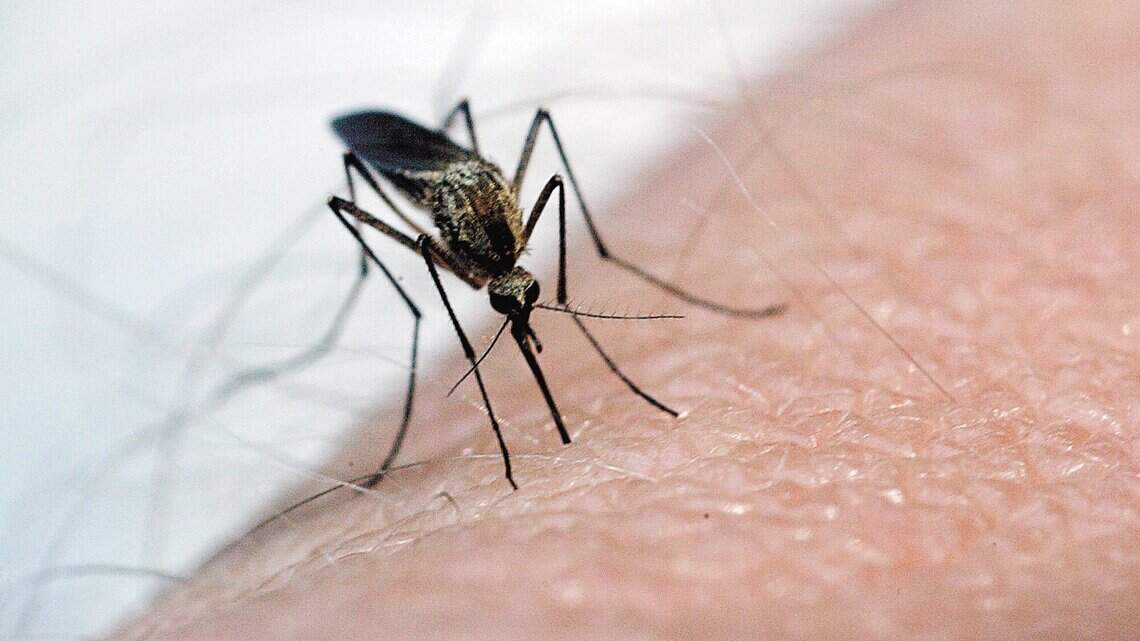 West Nile confirmed in Richland County, officials say. Here’s how to stay safer