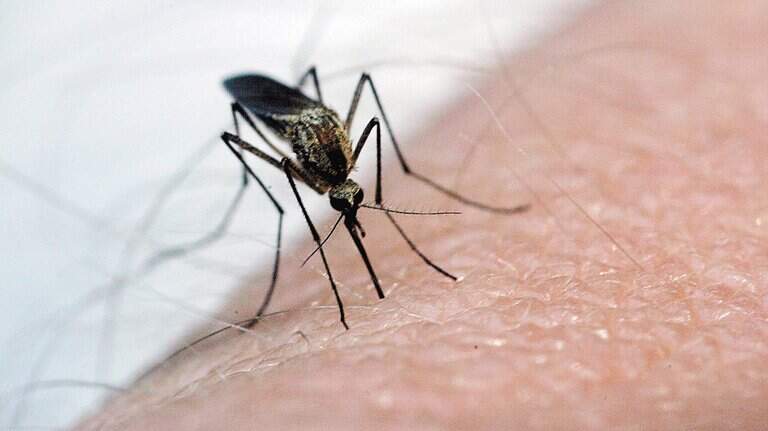 West Nile confirmed in Richland County, officials say. Here’s how to stay safer
