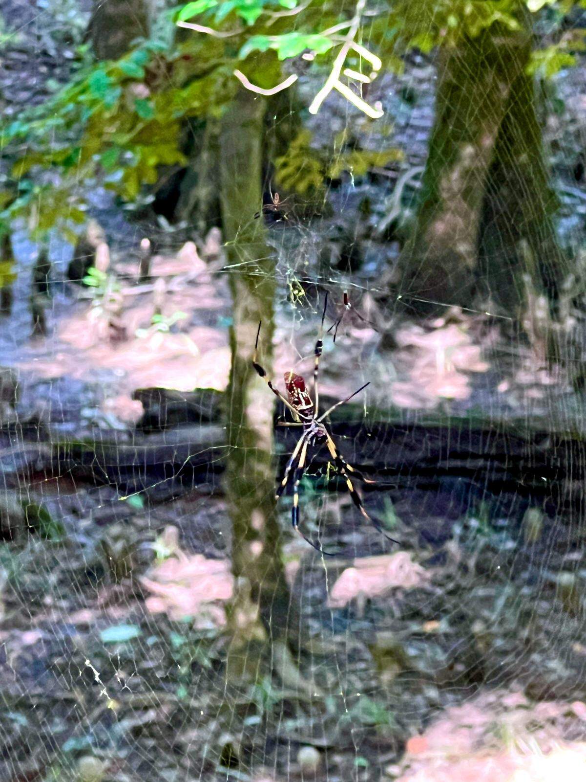 A banana spider near the boardwalk trail in Congaree National Park on July 15, 2025. The species creates the largest webs of any spider.