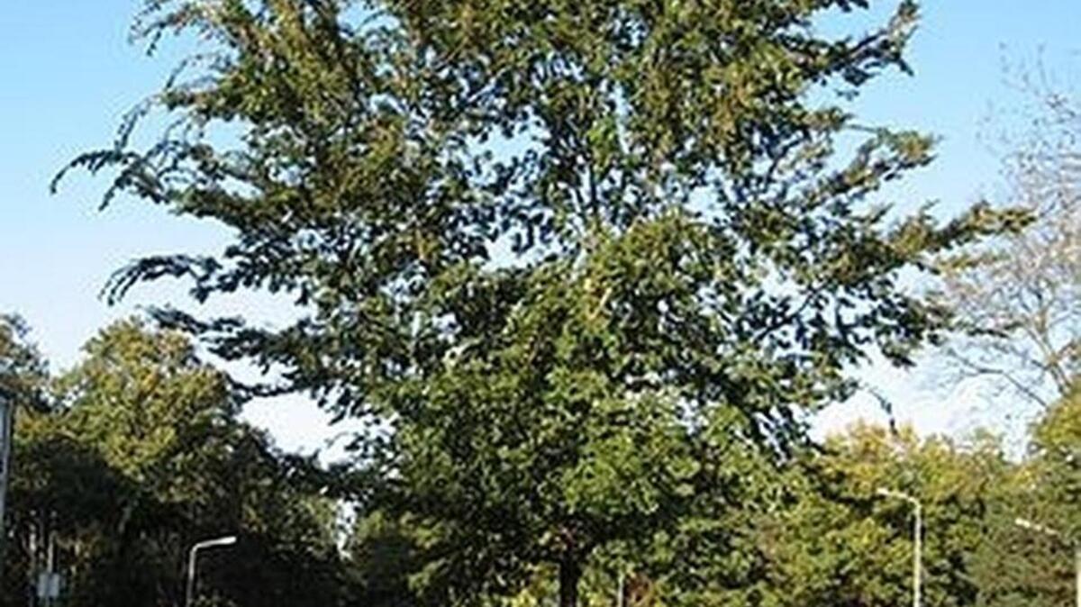 An example of a lacebark elm