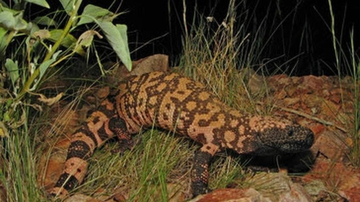 Gila Monsters are native to the Southwest