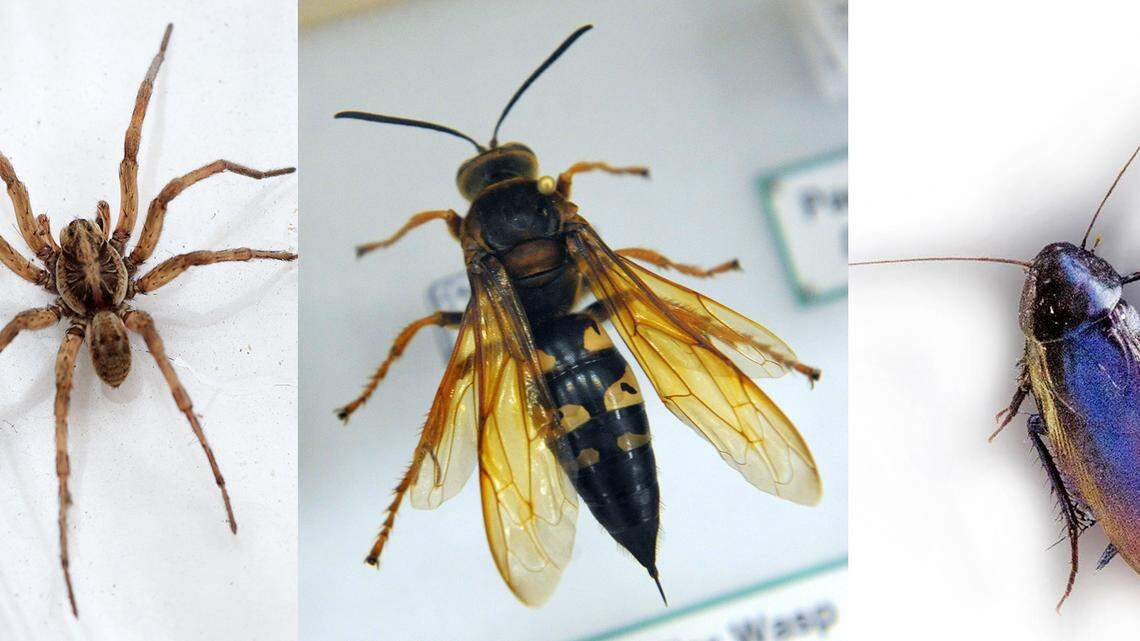 ‘Killer’ wasps, giant spiders: SC critters that won’t kill you but look like they might