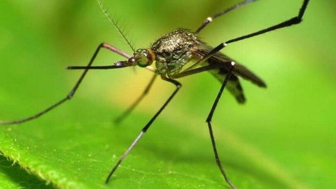 West Nile confirmed in Midlands, SC health officials declare outbreak