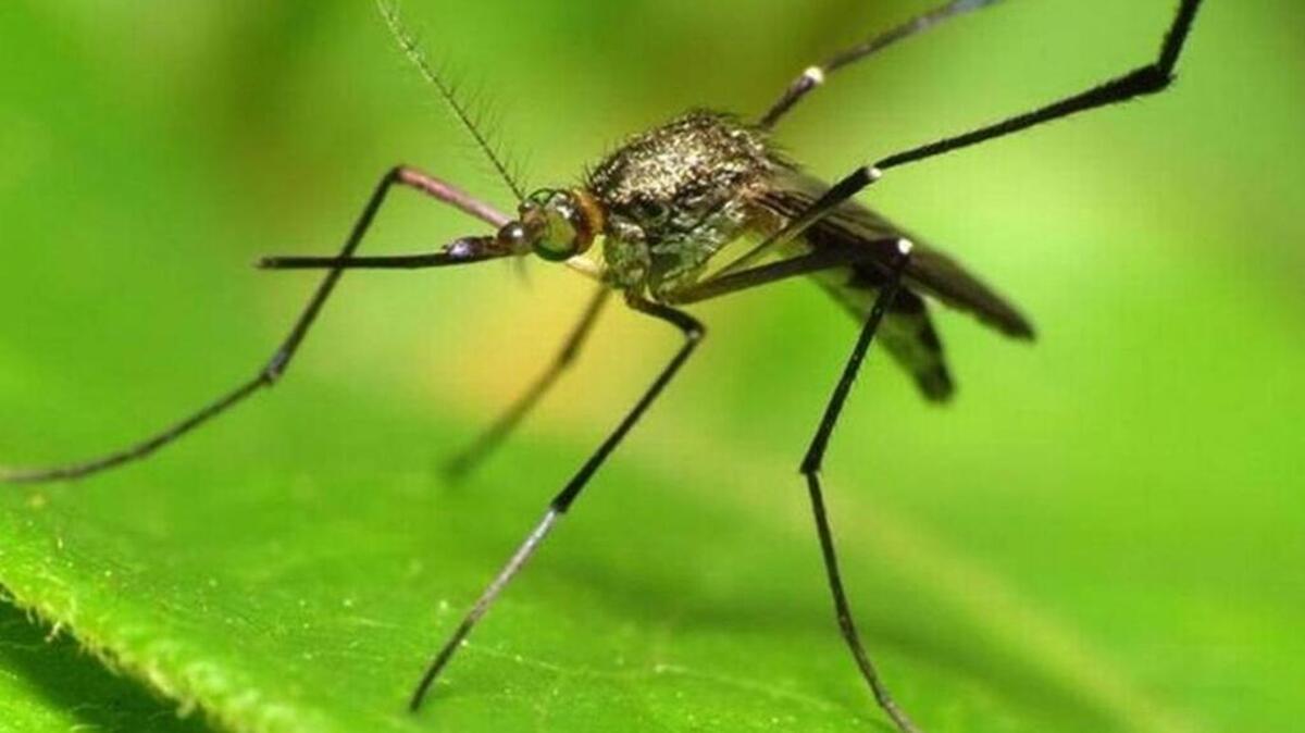 West Nile confirmed in Midlands, SC health officials declare outbreak