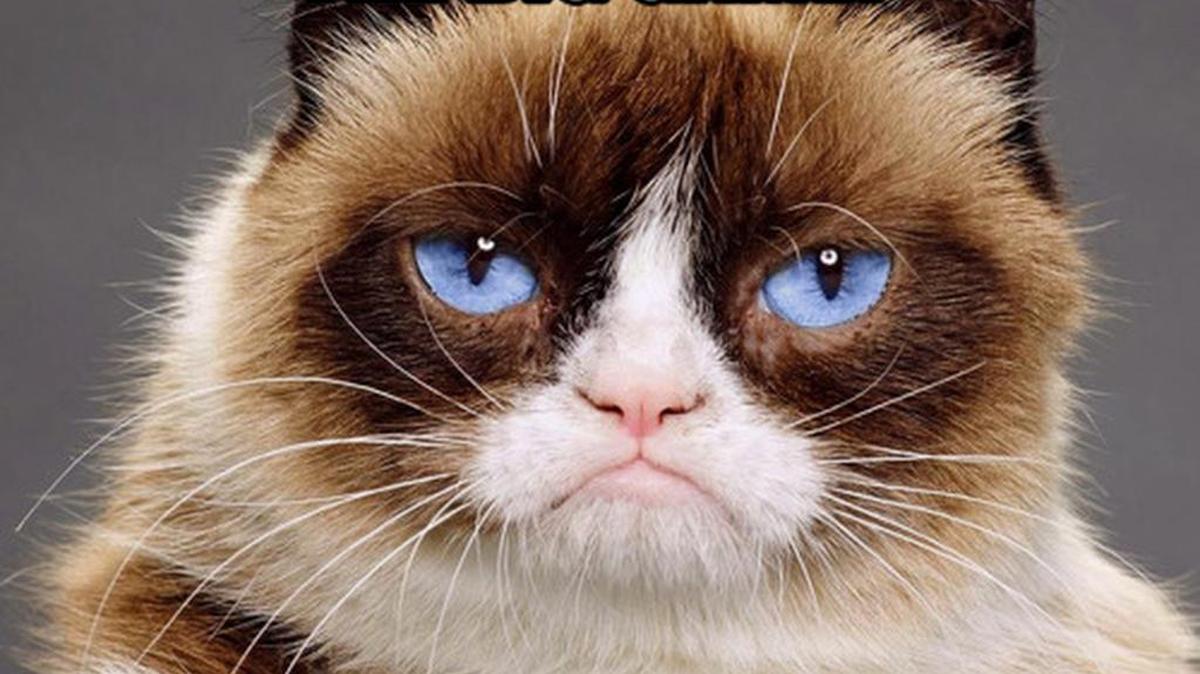 Grumpy Cat is rooting for the Panthers. It’s that simple.