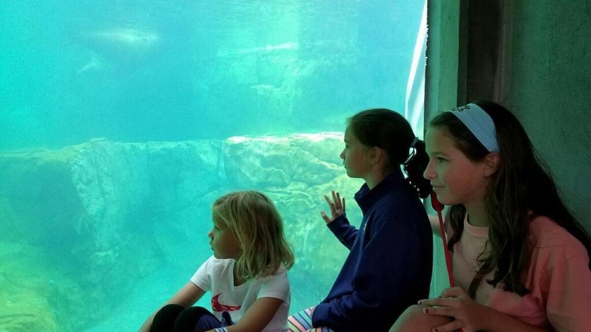 Abby (6), left, Alyssa (9) and Ava (11) Frazier watch the sea lions at Riverbanks Zoo Wednesday morning. The zoo was crowded with families whose kids were out of school.