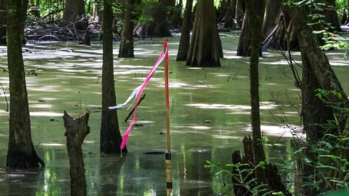 A stake marked the route last year of a proposed petroleum pipeline through South Carolina. This swamp is in Aiken County.