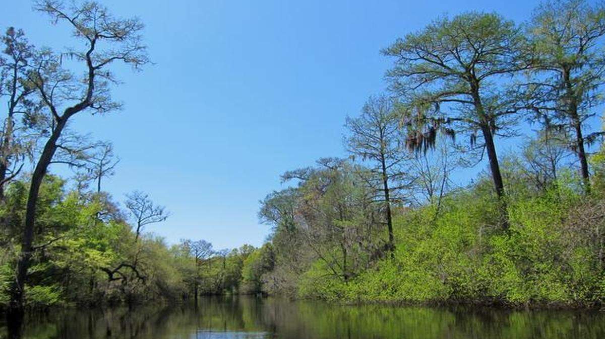
The Edisto River is one of the nation’s most imperiled waterways because of farm withdrawals, an environmental group says. 

