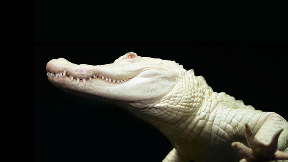 The albino alligator at the South Carolina Aquarium in Charleston