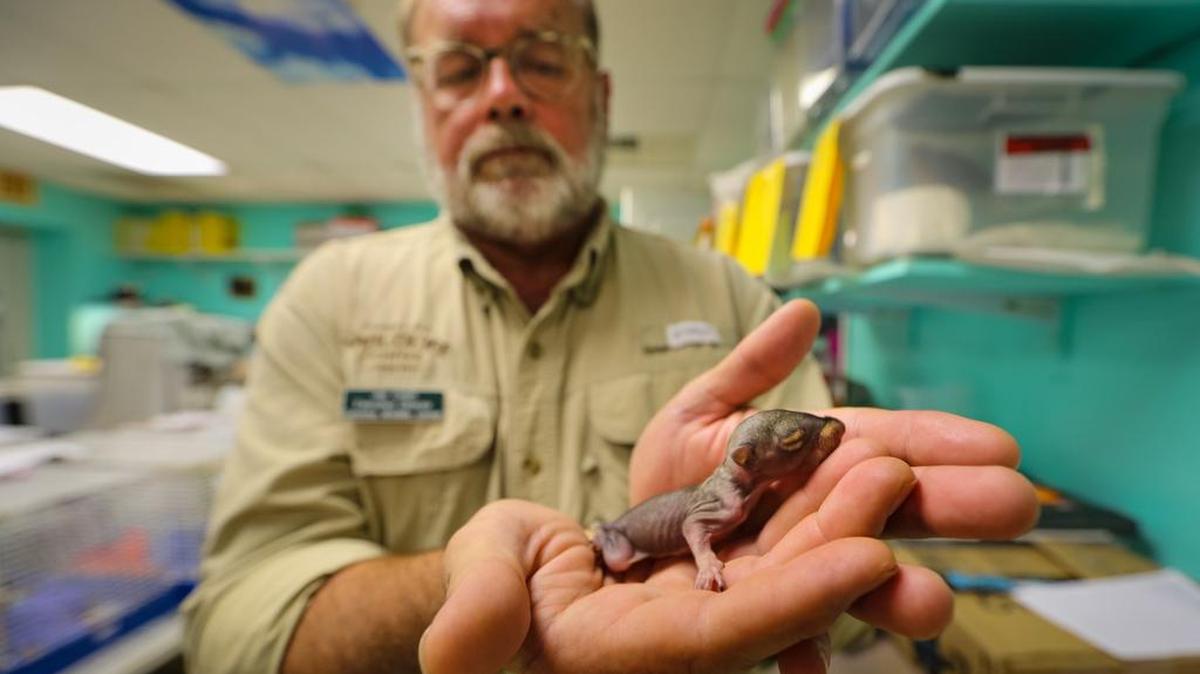 Jay Coles, executive director of the Carolina Wildlife Center, holds a baby squirrel that was a victim of the remnants of Hurricane Irma. When the remnants blew through the Midlands, they left a homeless, injured and orphaned squirrel population. With nests destroyed, many squirrels have been brought to the Carolina Wildlife Center for rehabilitation. The center now has about 180 squirrels.