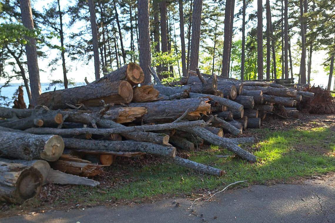 Several trees on Lake Murray’s Pine Island were brought down by Hurricane Helene last fall, delaying the opening of a new state park.