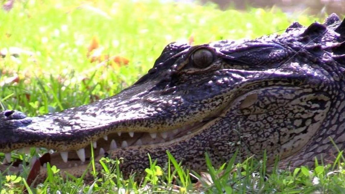 A 7-foot, roughly 100-pound male alligator after being captured in the Indigo Run development on Hilton Head Island on March 29, 2016. Joe Maffo, of Critter Management, and his grandson, Joey, 15, were called to remove the gator after it killed a husky owned by a couple in the neighborhood on March 16. The alligator, 18 to 20 years old, Maffo said, was to be killed.