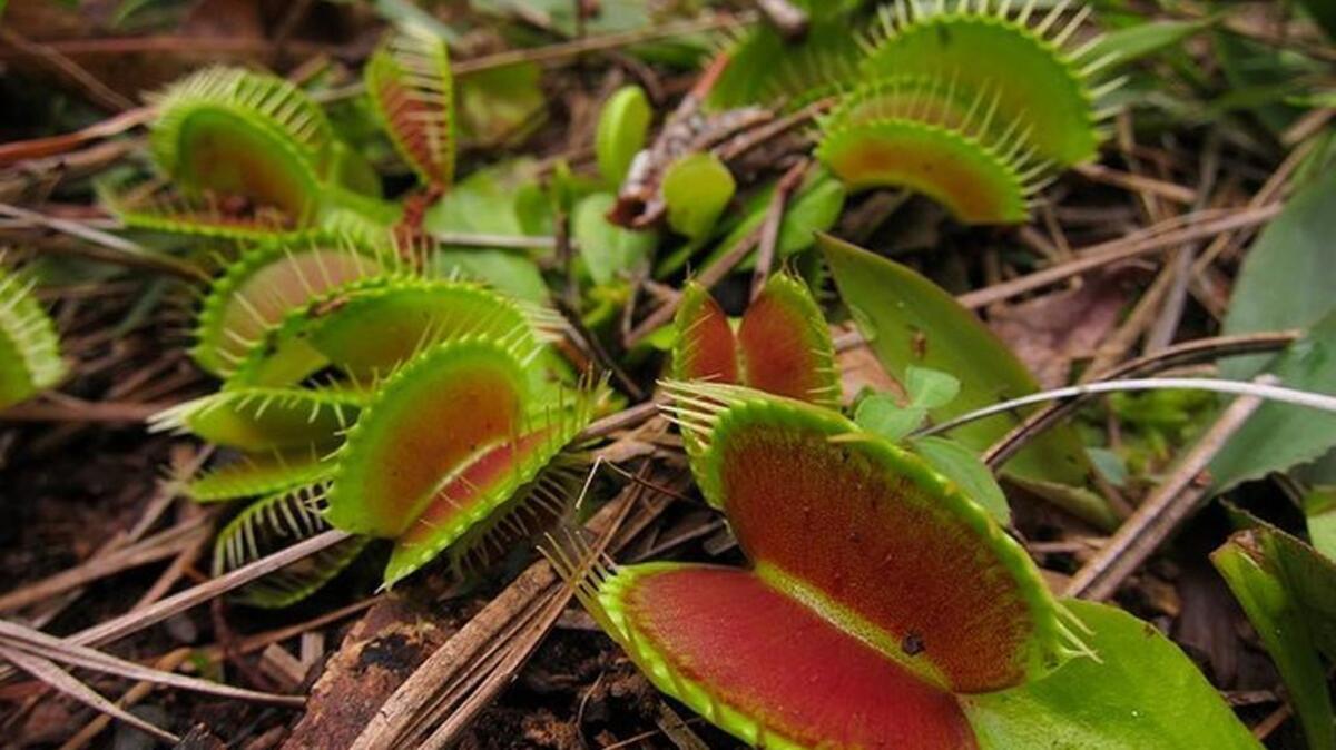 A venus fly trap.